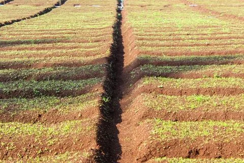 Agricultural Fields Stock Photos