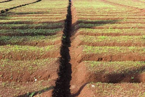 Agricultural Fields Stock Photos