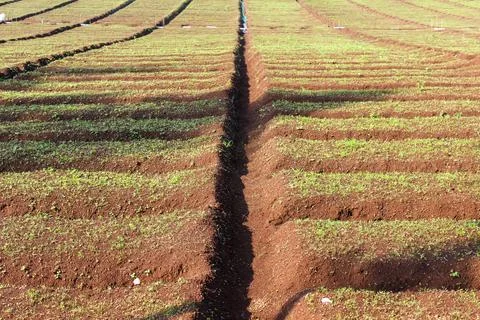 Agricultural Fields Stock Photos
