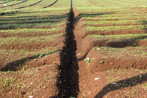 Agricultural Fields Stock Photos