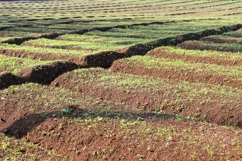 Agricultural Fields Stock Photos