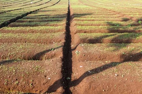 Agricultural Fields Stock Photos