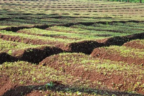 Agricultural Fields Stock Photos