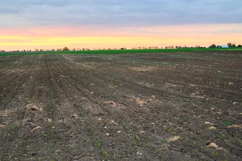 Agricultural fields with rows of young corn and sunset Stock-Fotos