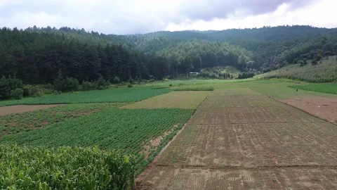 Agricultural fields with sowing and empty fields ready for sowing Stock Footage 140696366