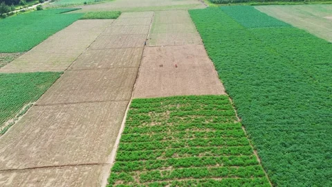Agricultural fields with sowing and empty fields ready for sowing in  Guatemala Stock Footage 140697201
