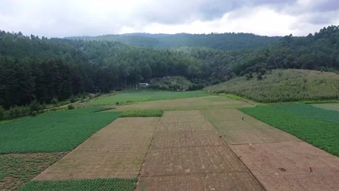 Agricultural fields with sowing and empty fields ready for sowing Stock Footage 140698671