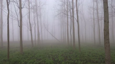 Agricultural fields surrounded by dense fog in rural India in winters Stock Footage 149644890