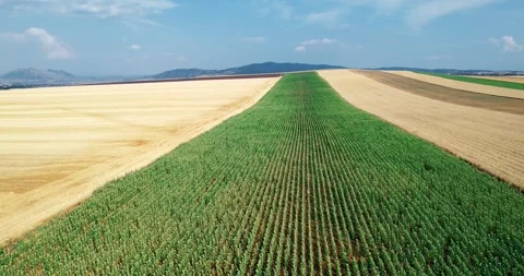 Agricultural fields with various crops. Summer landscape. View from a drone Stock Footage 325625068