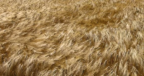 Agricultural fields of wheat and rye Video stock 293308401