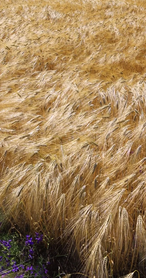 Agricultural fields of wheat and rye Stock Footage 293308436