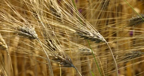 Agricultural fields of wheat and rye in rural Ukraine Stock Footage 293308693