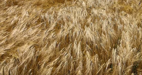 Agricultural fields of wheat and rye in rural Ukraine Stock Footage 293308749
