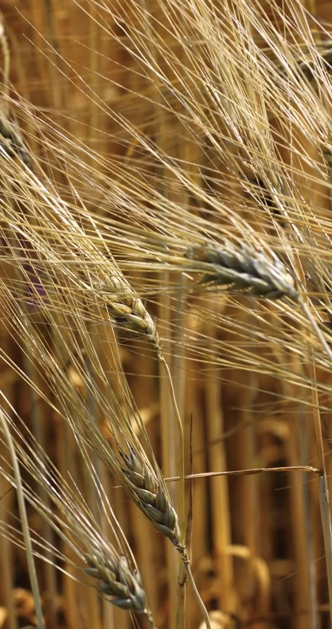 Agricultural fields of wheat and rye in rural Ukraine Stock Footage 293308949