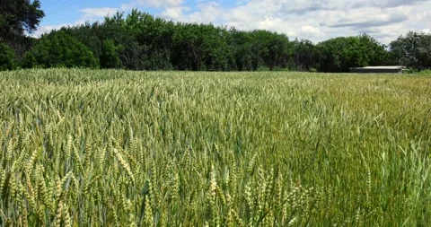 Agricultural fields of wheat and rye in rural Ukraine Stock Footage 293309117