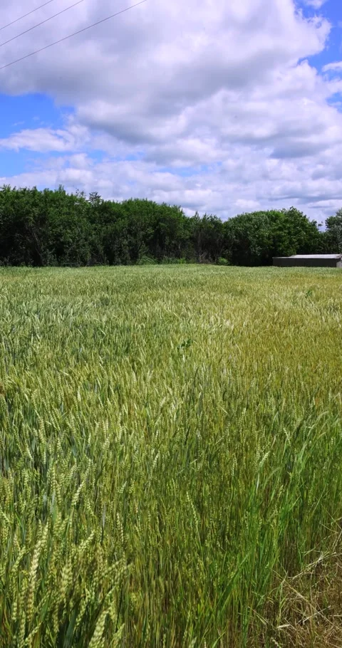 Agricultural fields of wheat and rye in rural Ukraine Stock Footage 293309318
