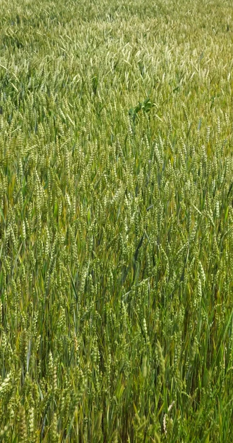 Agricultural fields of wheat and rye in rural Ukraine Stock Footage 293309364