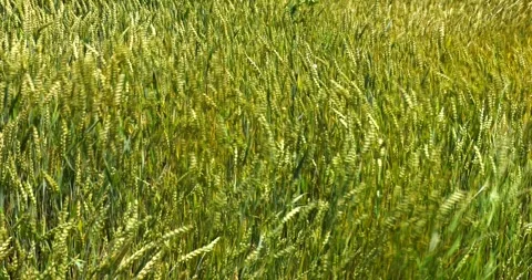 Agricultural fields of wheat and rye in rural Ukraine Stock Footage 293309370