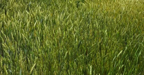 Agricultural fields of wheat and rye in rural Ukraine Stock Footage 293309484