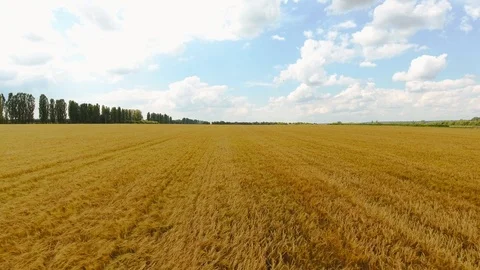 Agricultural fields of wheat Stock Footage 95640809