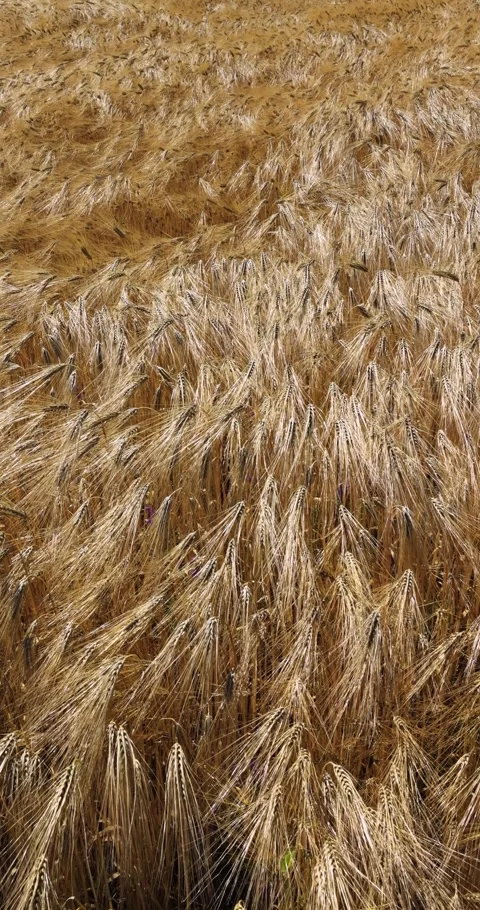 Agricultural fields of wheat Stock Footage 293308400