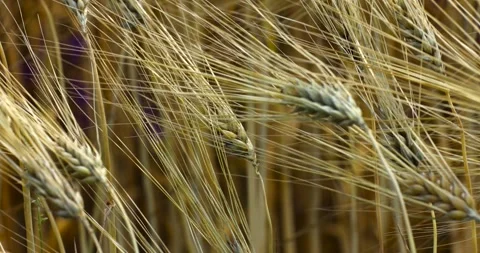 Agricultural fields of wheat Stock Footage 293308590