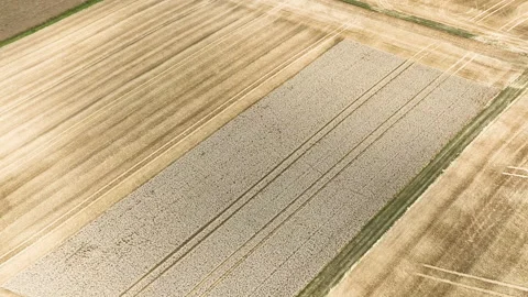 Agricultural fields, wheat harvest Stock Footage 340149164