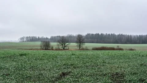 Agricultural fields with winter crops at beginning springtime season Stock Photos