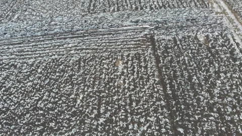 Agricultural fields in winter Stock Footage 266723216