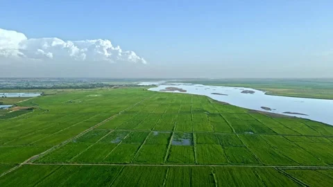 Agricultural fields in the Yellow River Plain - aerial photograph of rice fi Stock Footage 257902143