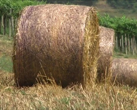 Agricultural 스톡 동영상 372849