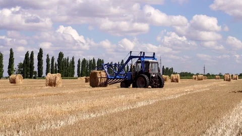 Agricultural high technology tractor working on big organic rye field collecting Stock Footage 94027855