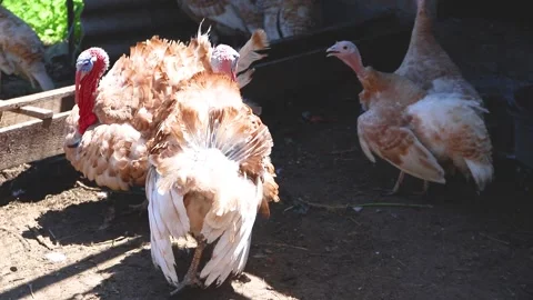 Agricultural industry. Stock Footage 170458203