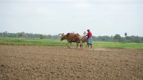 Agricultural land is being tilled using the traditional method with a pair of Stock Footage 340779611