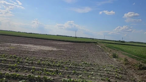 Agricultural land Stock Footage 310191304