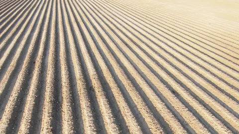 Agricultural Land Prepared with Smooth Parallel Lines (Aerial View) Stock Footage 294615495