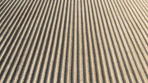 Agricultural Land Prepared with Smooth Parallel Lines (Aerial View) Stock Footage 294615537