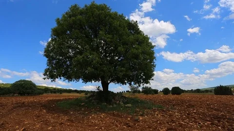 Agricultural land timelapse Stock Footage 80377414