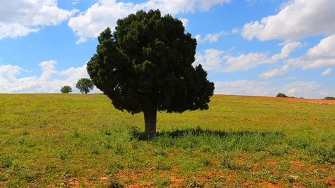 Agricultural land timelapse Stock Footage 80380922