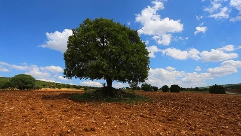 Agricultural land timelapse Stock Footage 80424011