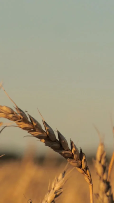 Agricultural landscape featuring endless wheat fields, plants reaching maturity Stock Footage 295253334