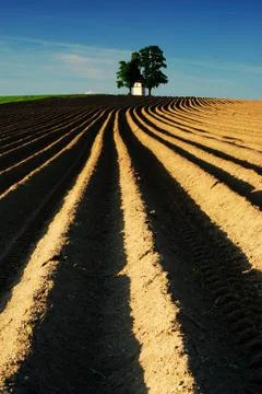 Agricultural landscape, fields, chapel, tree Stock Photos