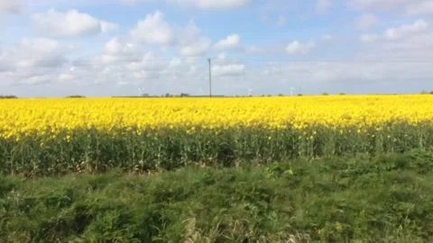 Agricultural landscape fields of oilseed rape Stock Footage 153930548