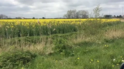 Agricultural landscape fields of oilseed rape Stock Footage 153930635