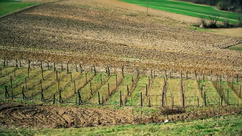 Agricultural landscape. Stock Footage 152951275