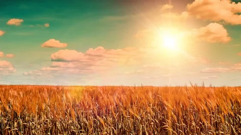 Agricultural landscape with golden wheat field. Nature background, slider shot Stock Footage