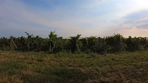 Agricultural landscape with rows of grape trunks, trucking Stock Footage 114982075