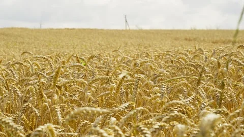 Agricultural landscape of wheat fields. Ears of wheat sway in the wind. Stock Footage 248914435