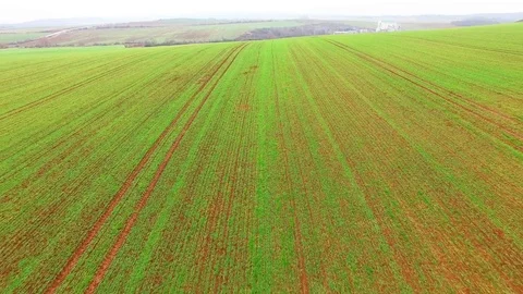 Agricultural landscape with wheat fields. 스톡 동영상 71854708