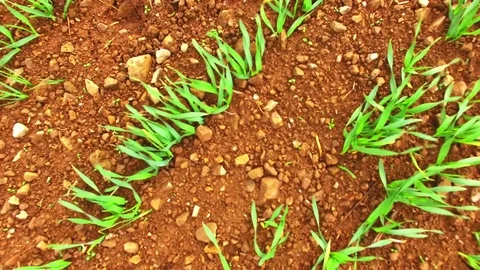 Agricultural landscape with wheat fields. Vídeo Stock 71944763